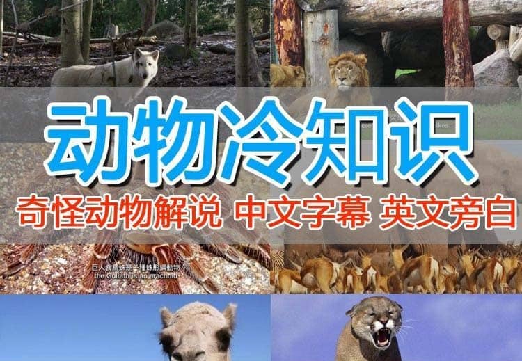 外面卖1699的国外纪录片解说（动物解说、美食、动画片）稳过中视频副业基地_极客搞钱_中创网_福缘网_冒泡网_资源整合平台副业基地